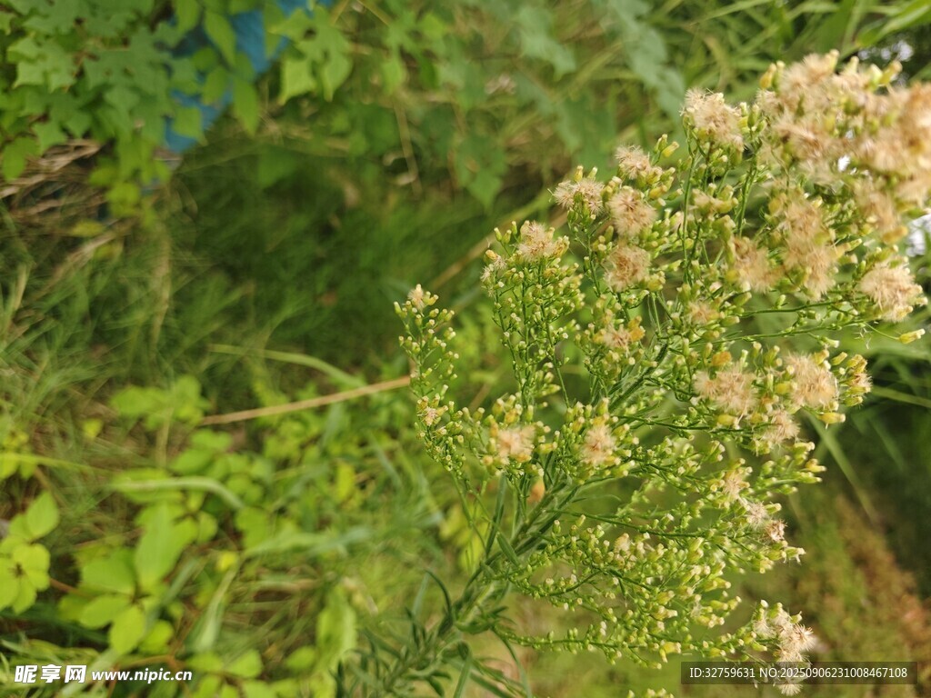 清新淡雅的野生花卉植物