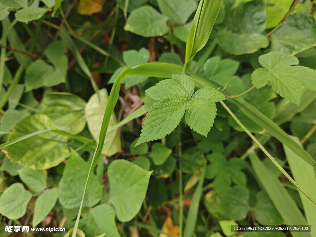 绿叶间的植物特写