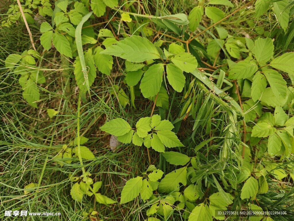 绿意盎然的野生植物群落