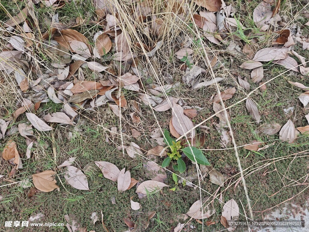 地面散落的枯叶与小草