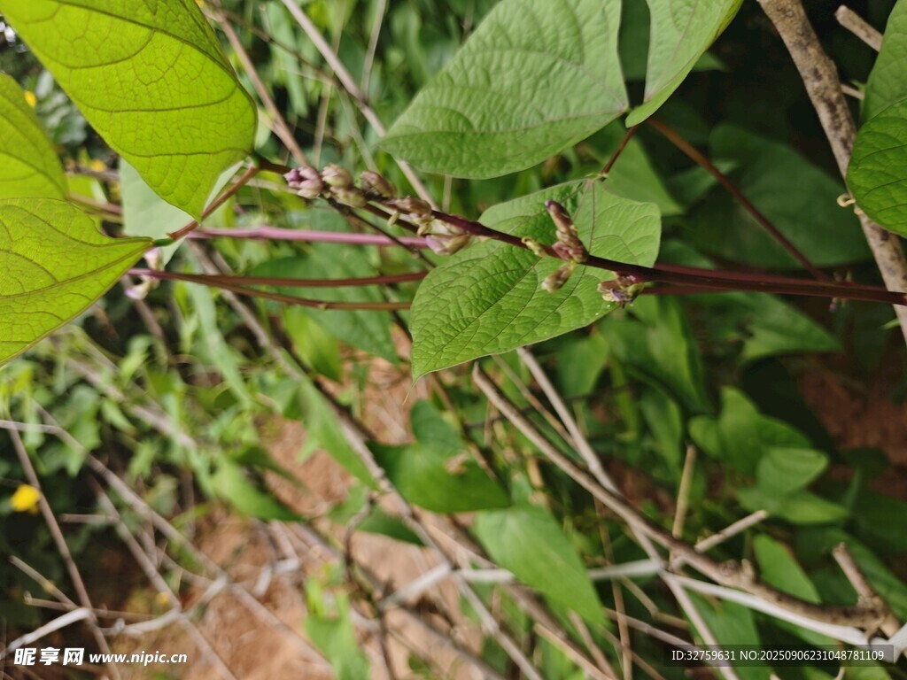 绿叶缠绕的繁茂植物枝藤