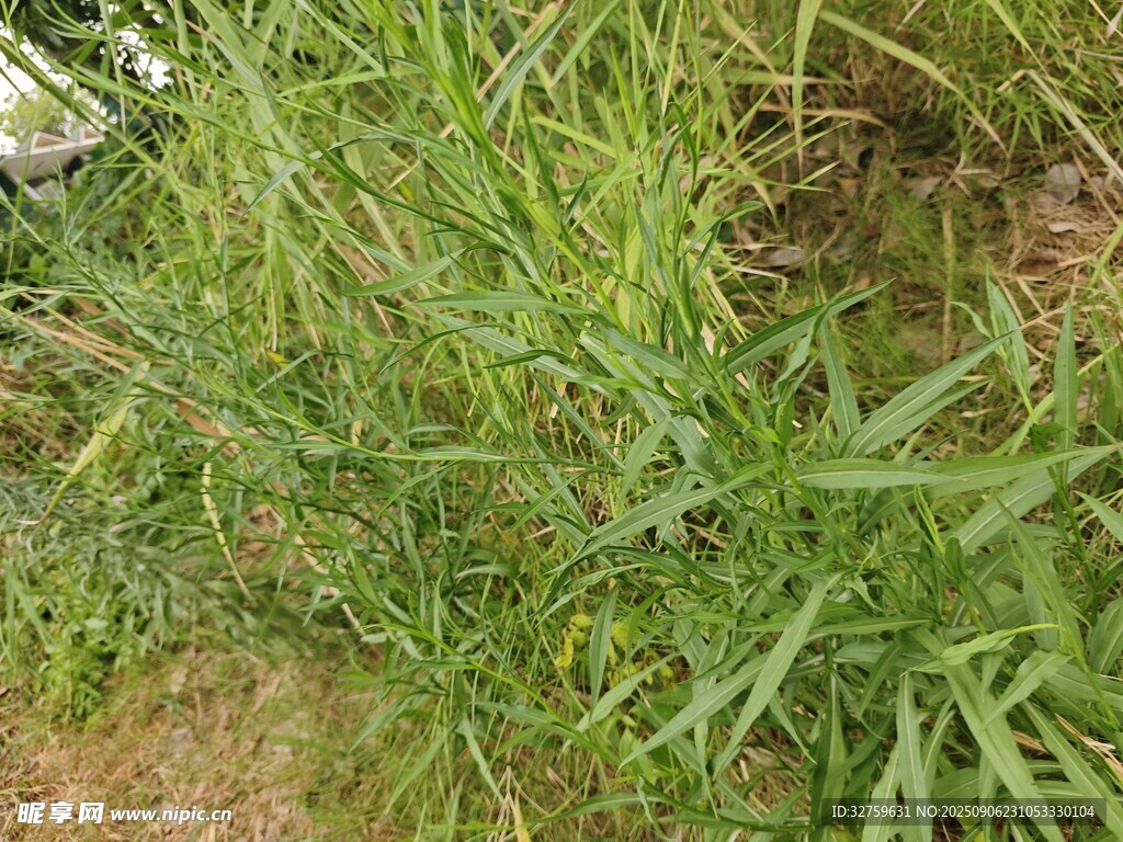 翠绿草地特写