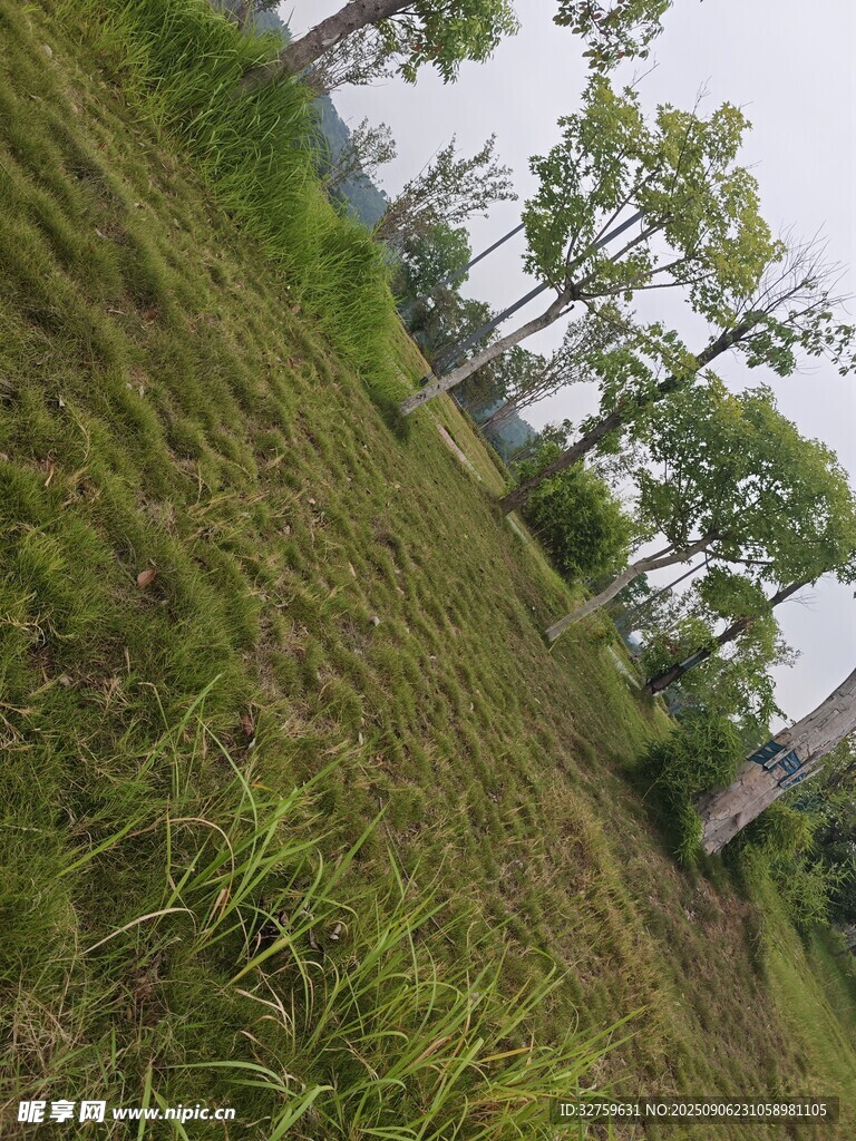 田野间的树木与葱郁草地