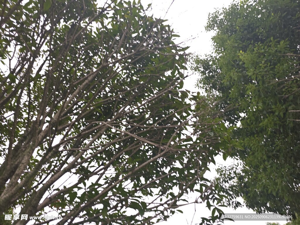仰视茂密树木枝叶景观