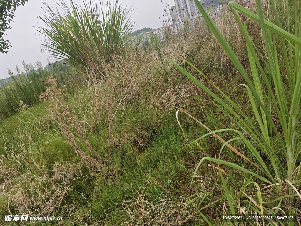 野外茂盛的杂草景观