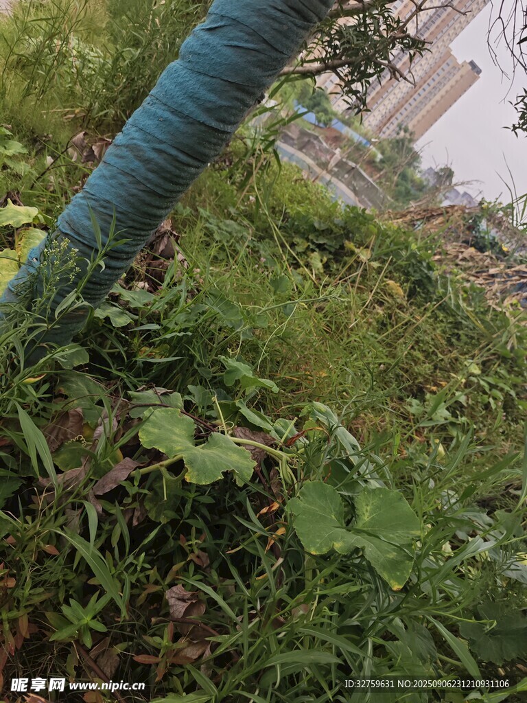 蓝色管道旁的绿色植物