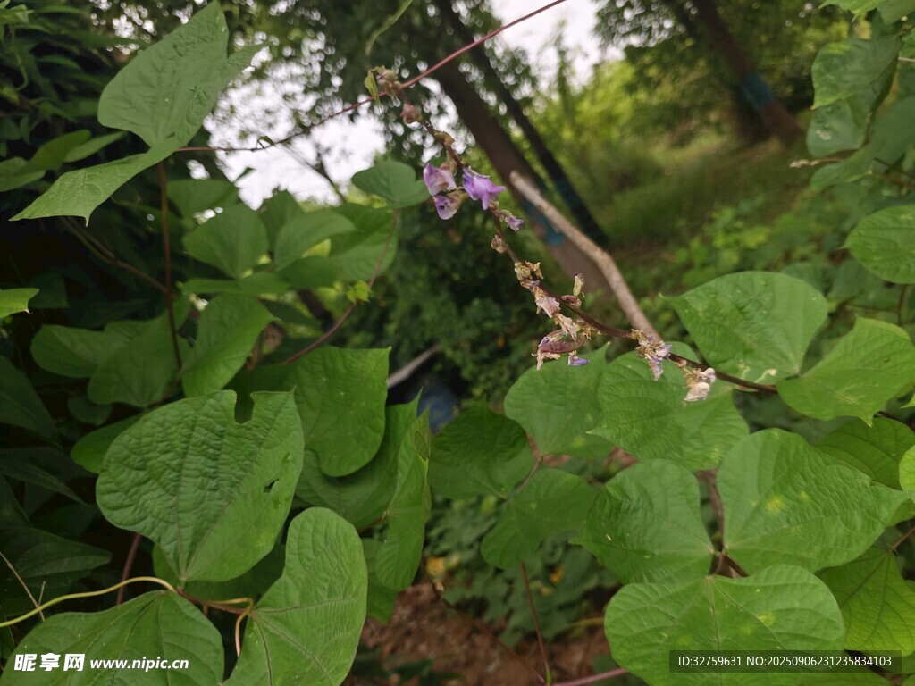 林间繁茂绿植与倾斜树干