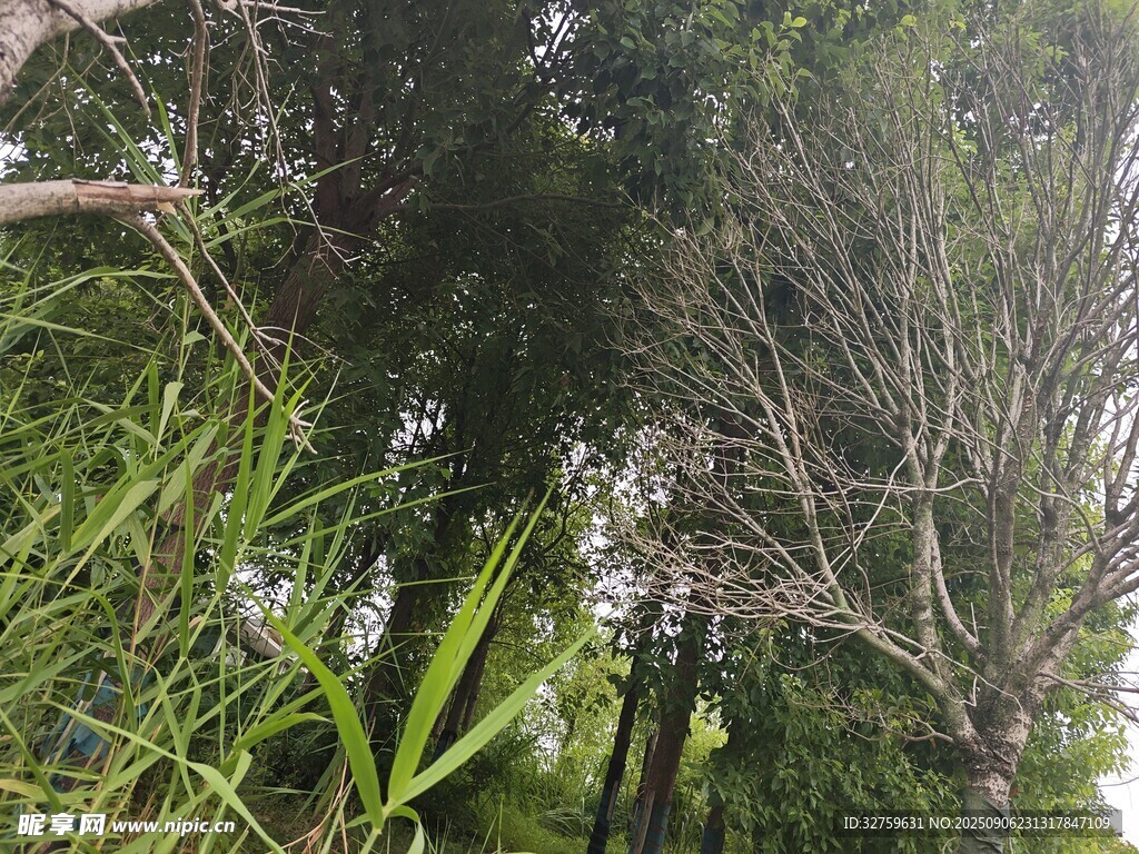 茂密丛林中的树木与植被