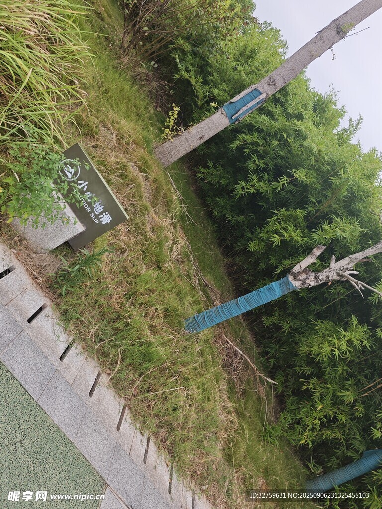 路边绿植中的蓝色设施