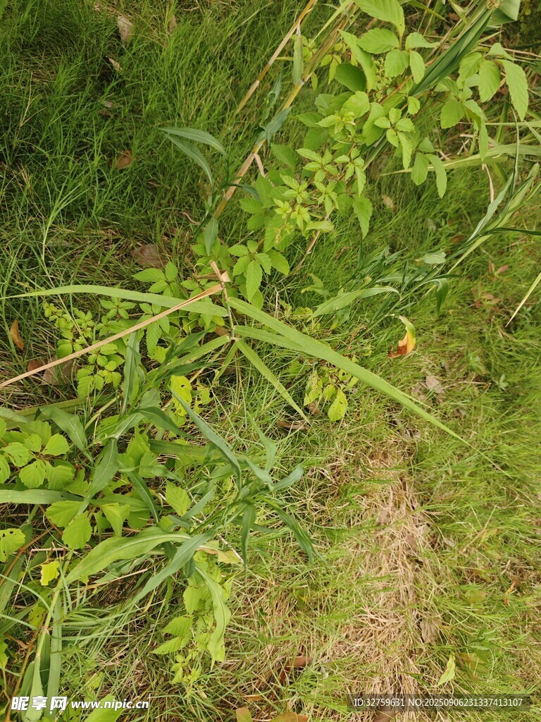 草丛中的嫩绿植物