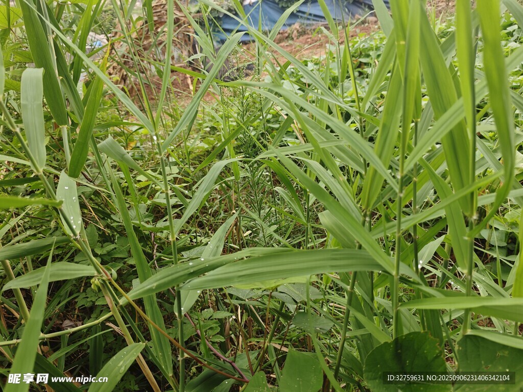 野外繁茂的绿色植物景观