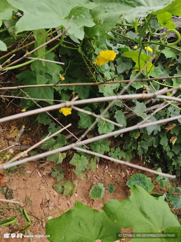 瓜藤上的黄色小花
