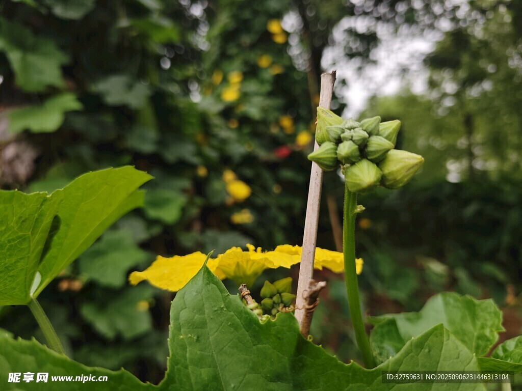 绿叶间的黄色小花与果实