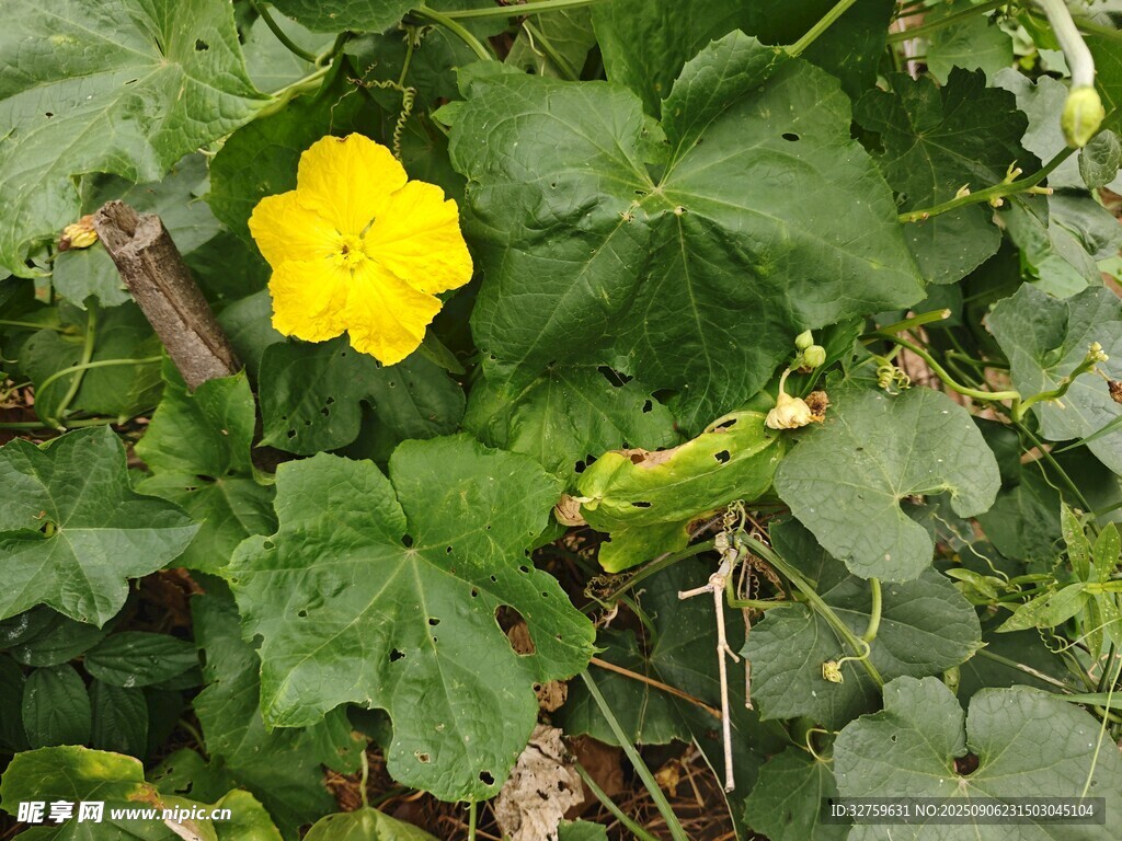 黄色南瓜花绽放绿叶间