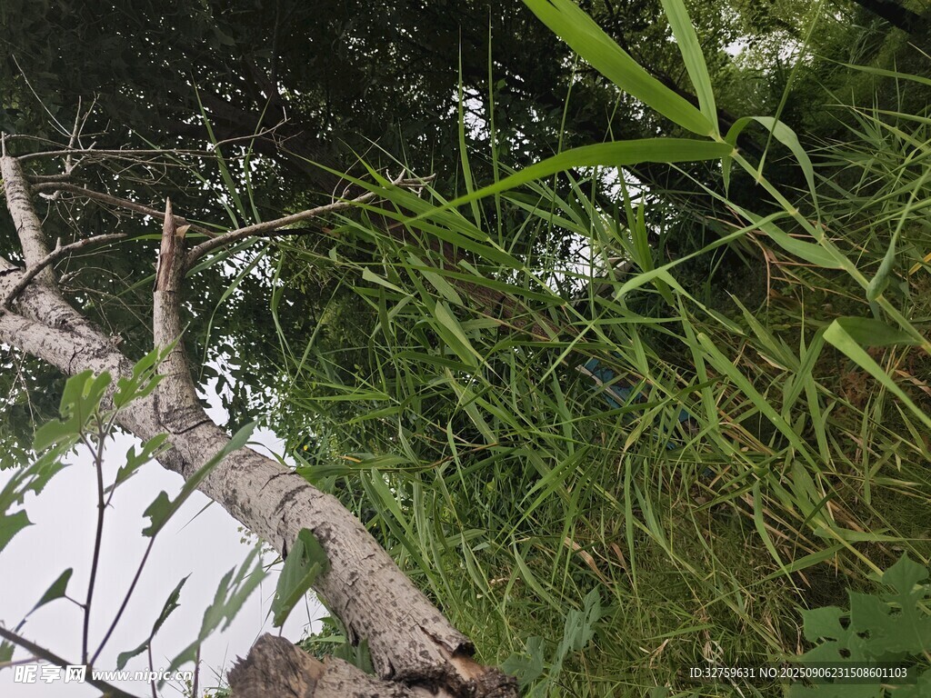 树枝间的绿植景观