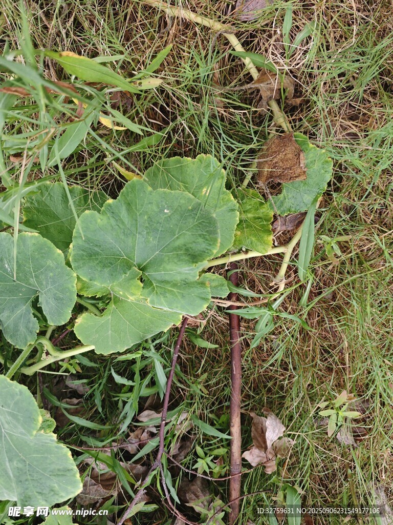 草丛中的绿色植物与小物件