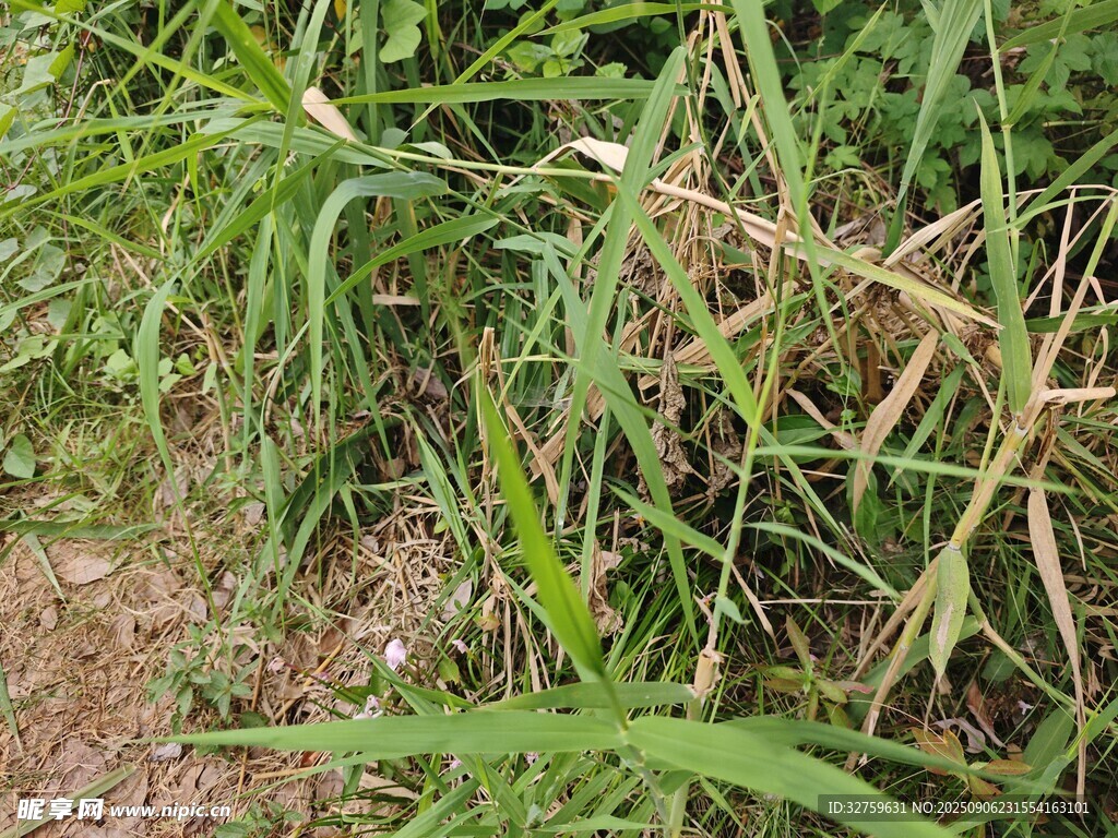 野外丛生的绿色植物