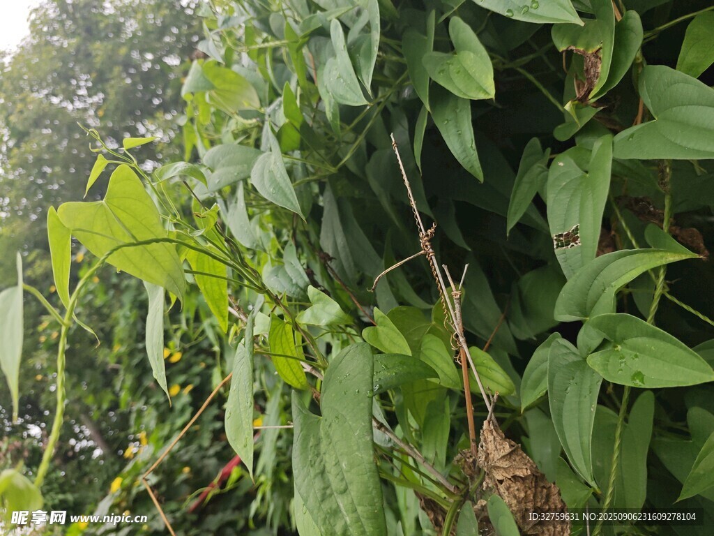 繁茂绿植特写