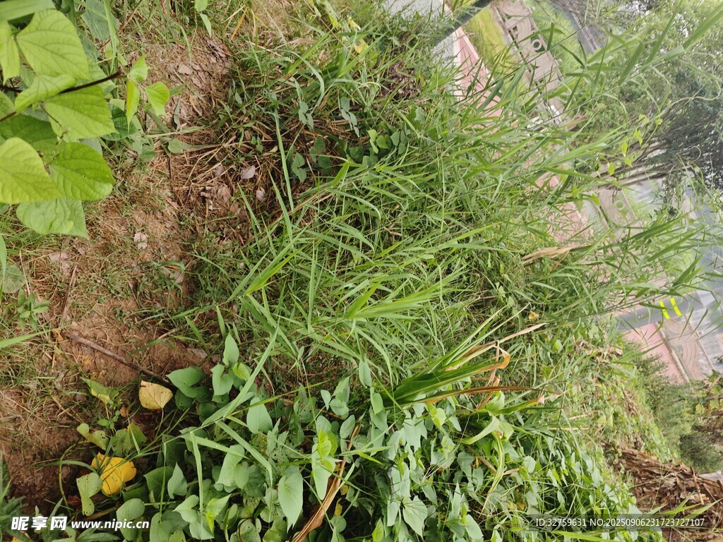 野外生长的绿色植物