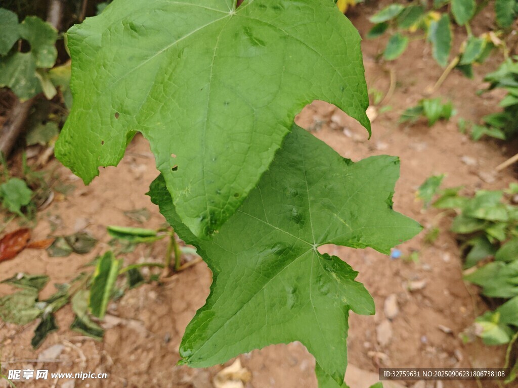 绿叶植物特写