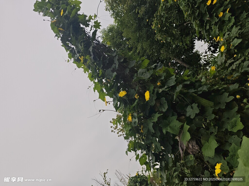 藤蔓上绽放的黄色小花