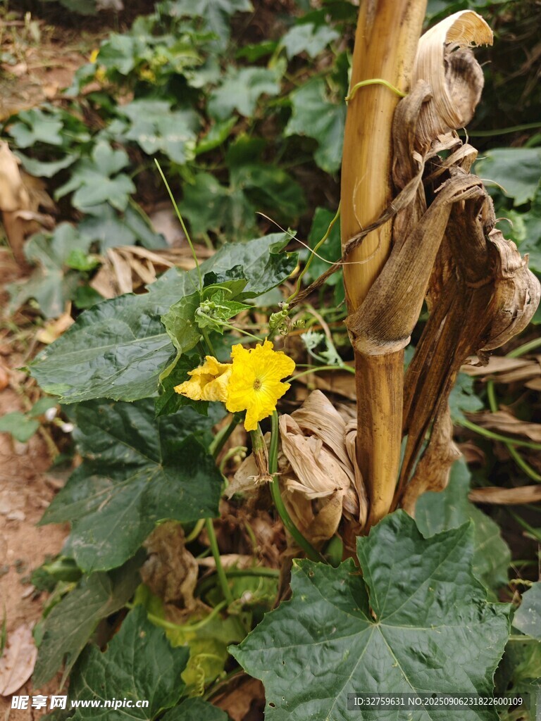 藤蔓上的黄色小花