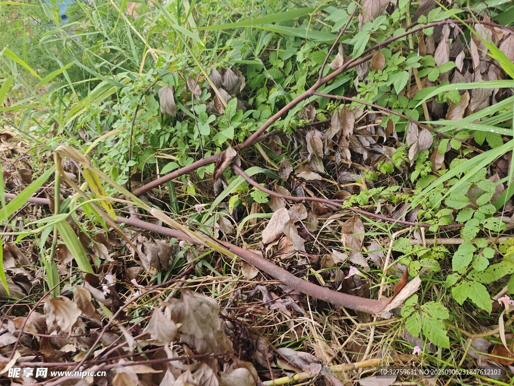草丛中的植物与枯枝
