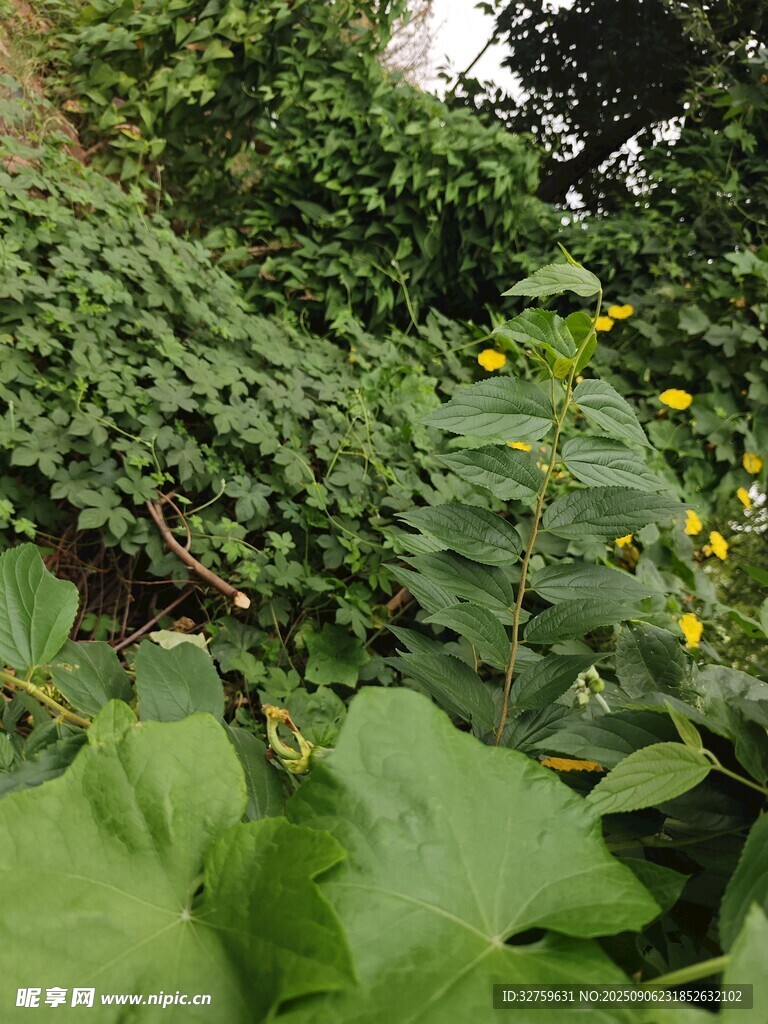 繁茂绿植景观