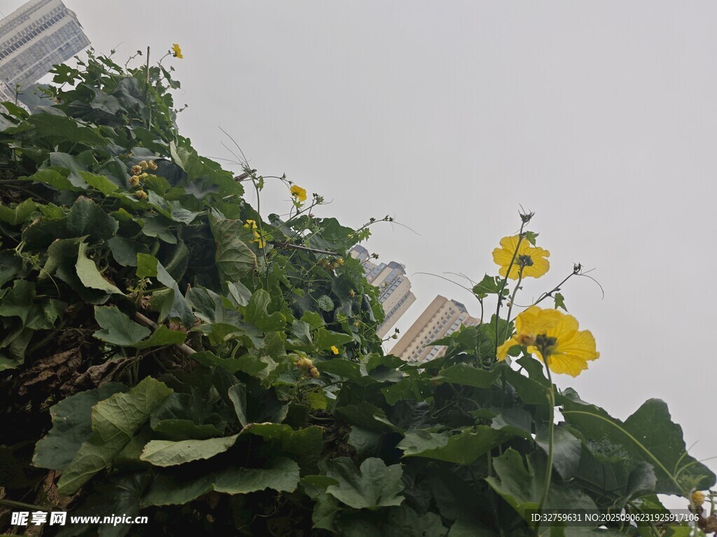 绿叶间绽放的黄色小花