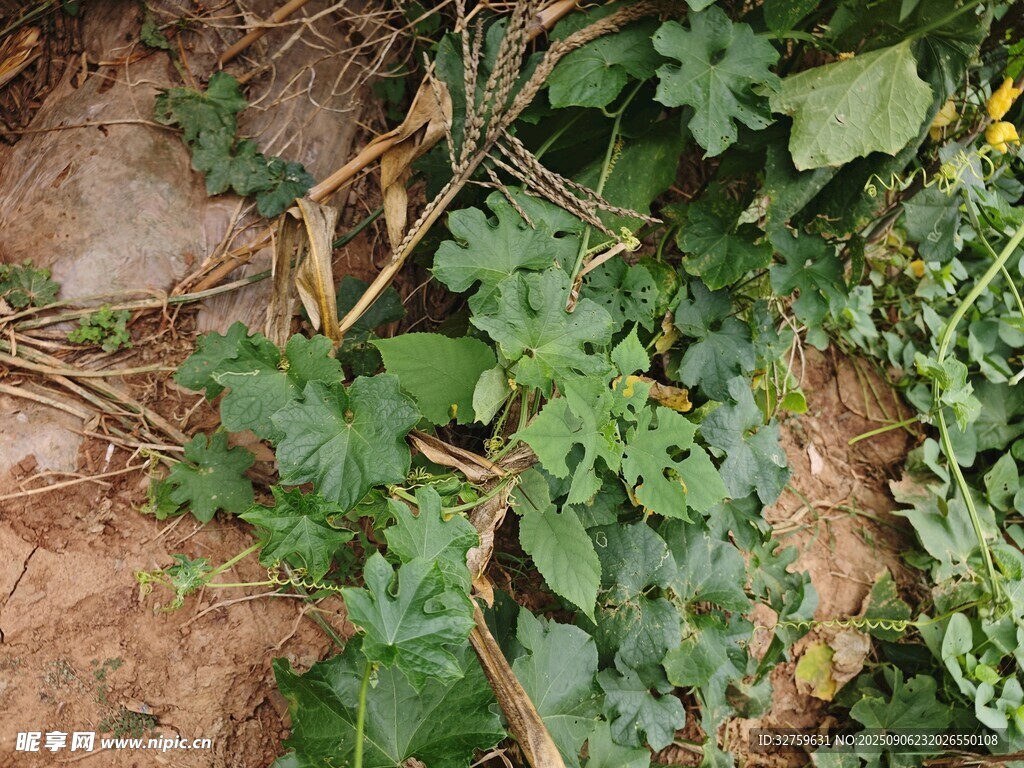 地面上的翠绿藤蔓植物