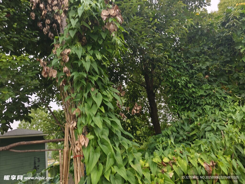 绿叶藤蔓缠绕的自然景象