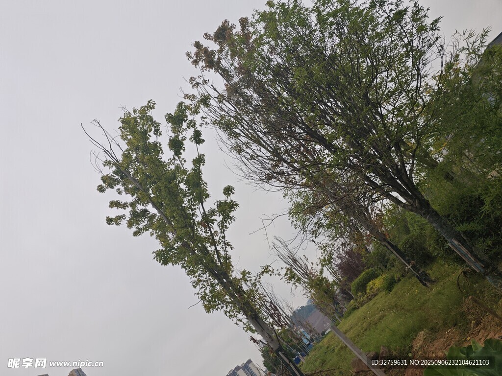 户外绿树风景