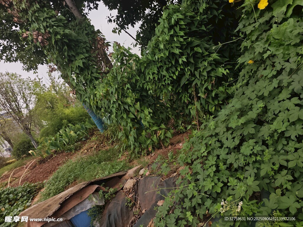 藤蔓覆盖的自然场景