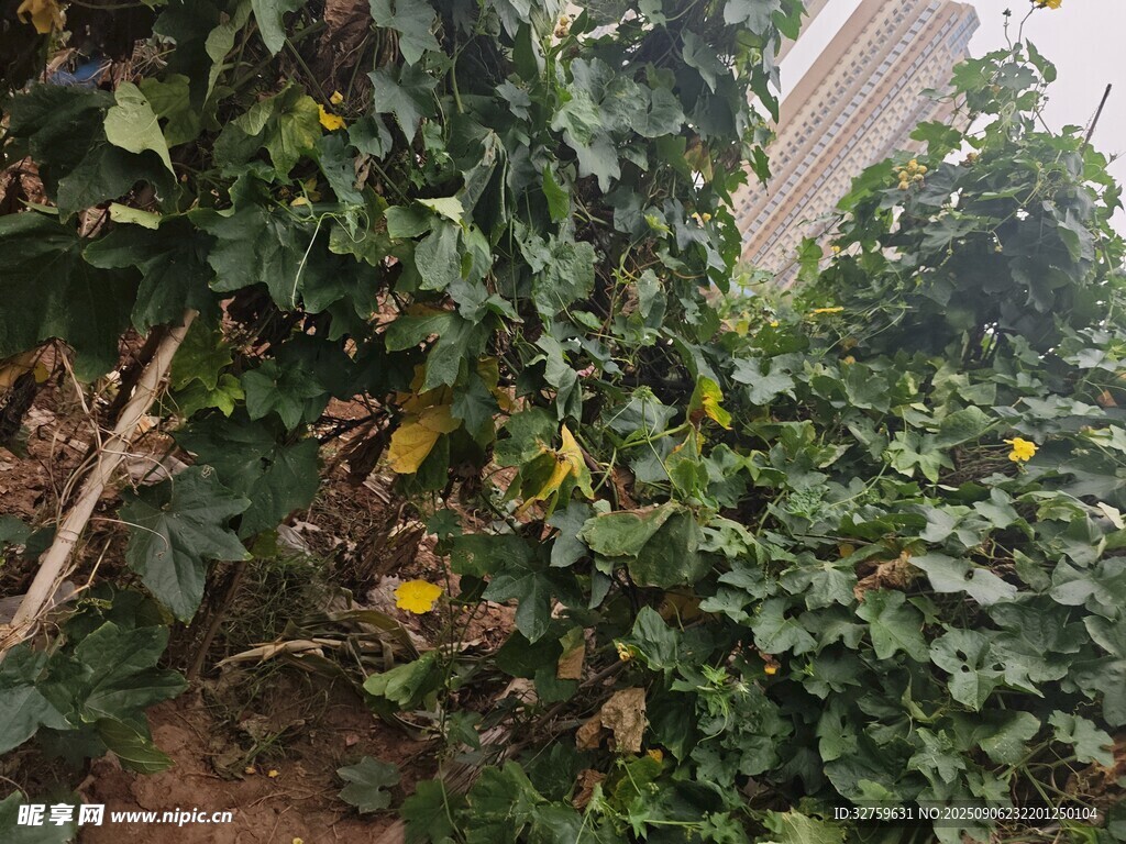 繁茂的咖啡树植株景观