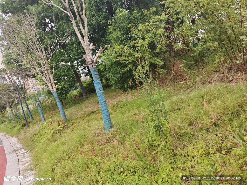 路边绿意盎然的草地与树木
