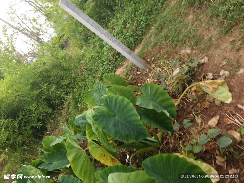绿叶植物生长于户外环境