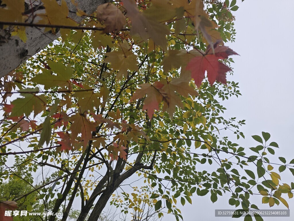 秋日多彩树叶枝头绽放