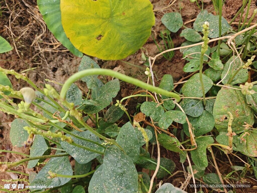地面上的绿色瓜藤植物