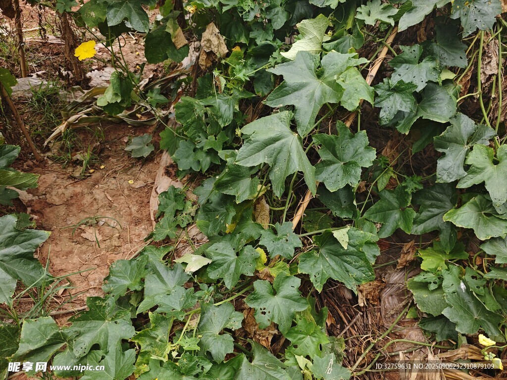 田间生长的绿色植物