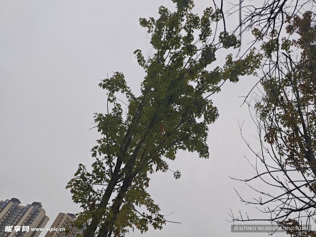 倾斜树木与背景建筑景观