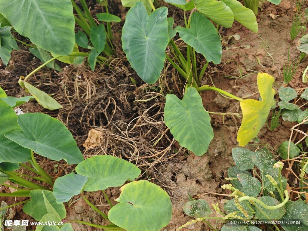 绿叶植物特写