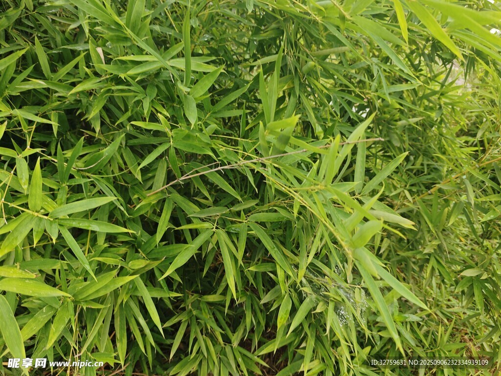 翠绿竹林生机盎然