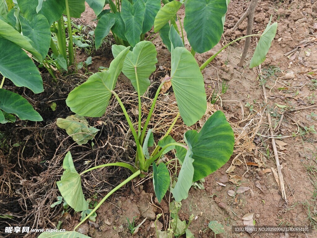 田间生长的绿色蔬菜植株