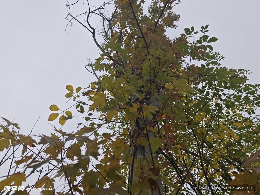 秋日树梢黄叶