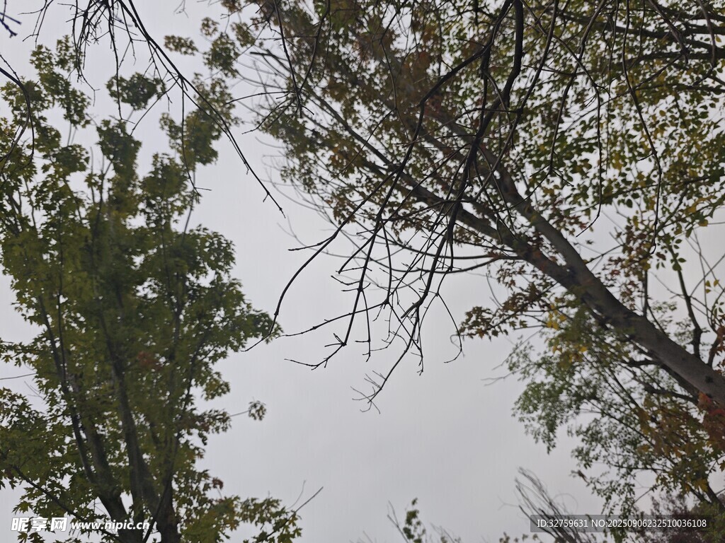 仰视林间树木