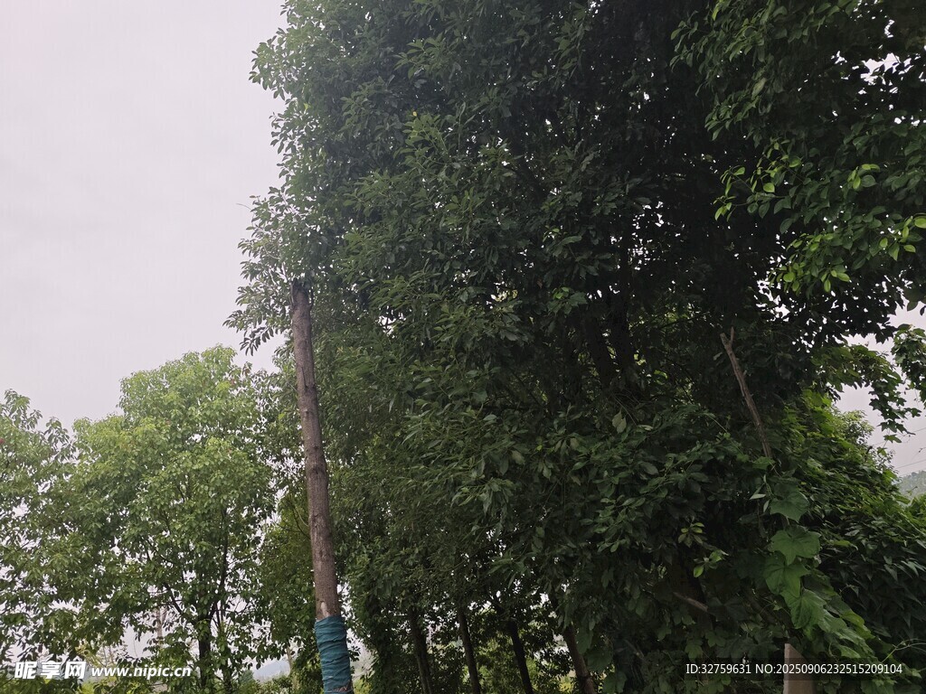 山林中的葱郁树木