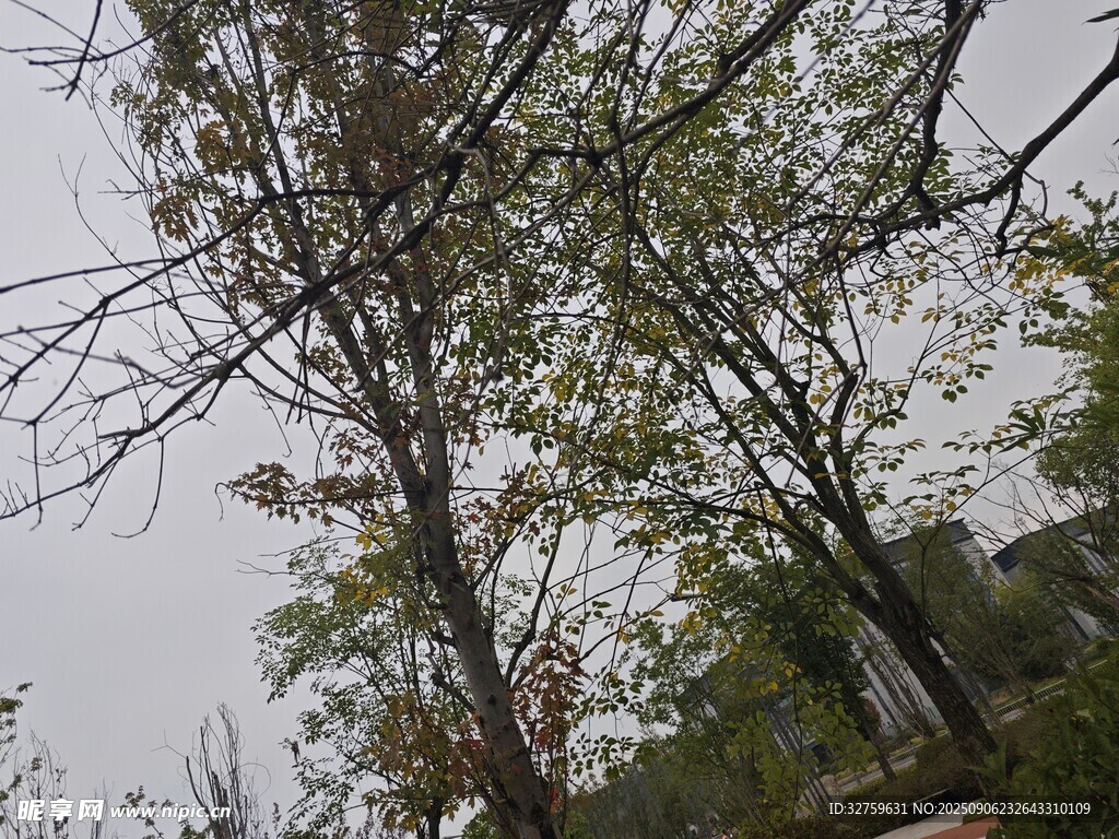 树林中树木枝叶繁茂景象