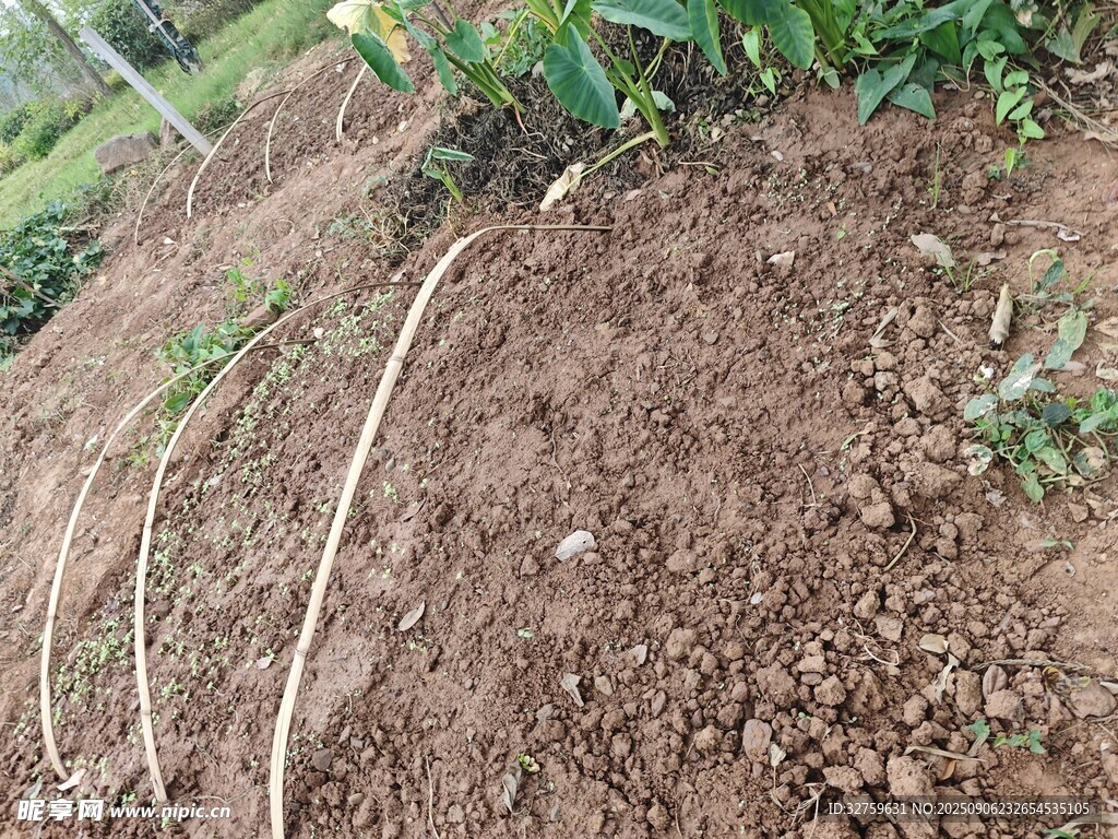 农田里的作物种植场景