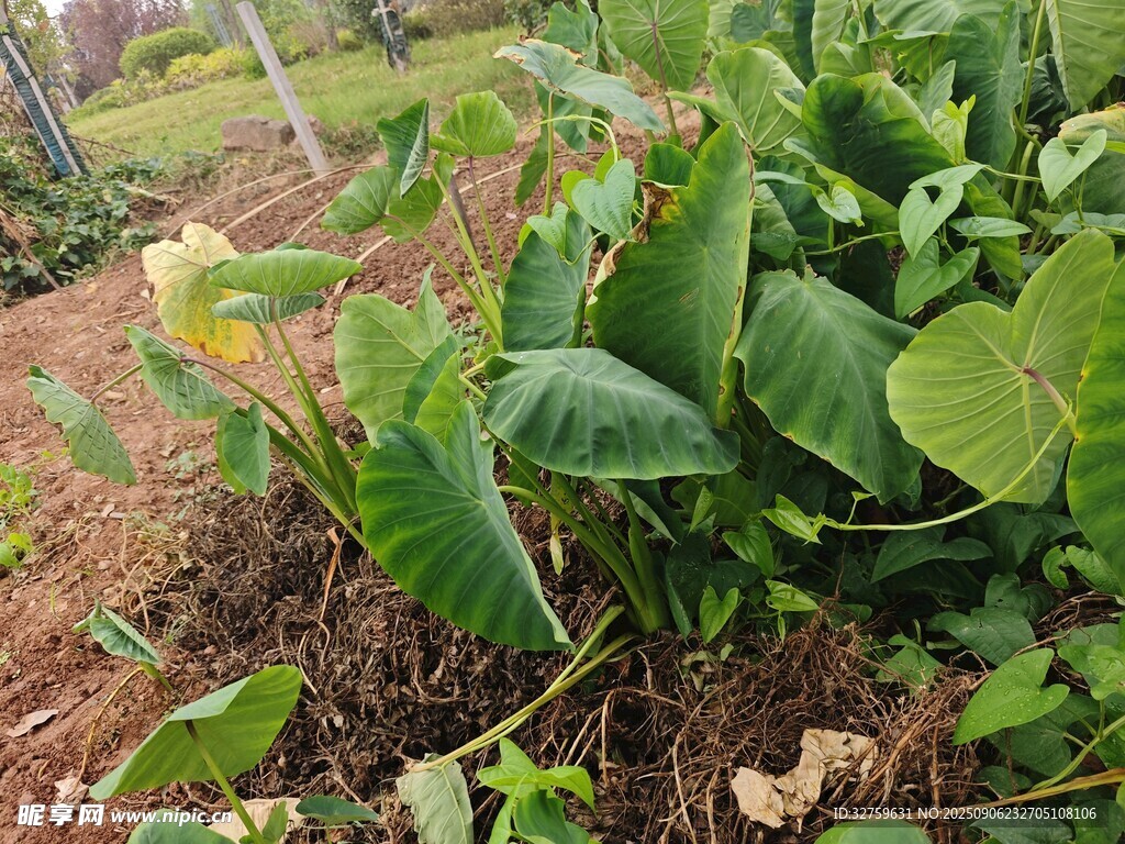 绿叶植物生长于泥土间