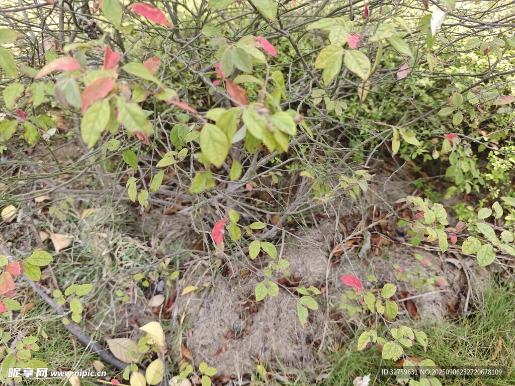 岩石上的多彩植物景观